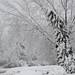 A tall tree appears to lean from the weight of the snow on Wednesday, Feb. 27, 2013.  Melanie Maxwell I AnnArbor.com